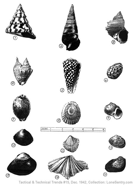 [Shellfish -- Indo-Pacific Area]